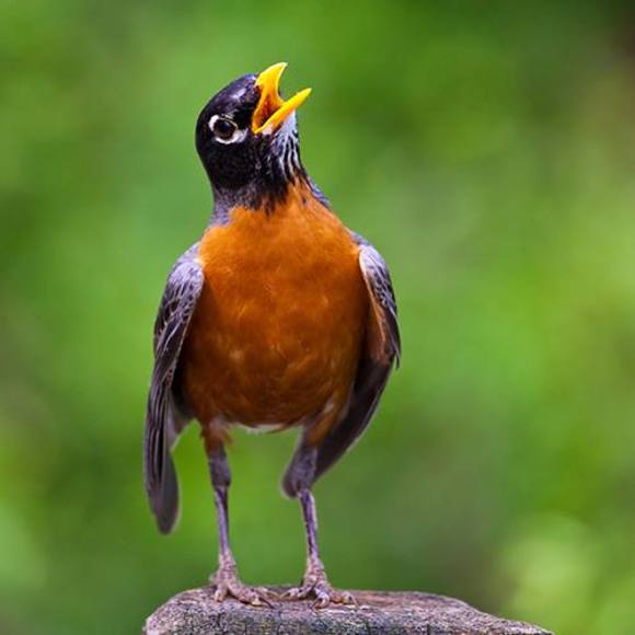 mebird58